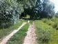 jašterica bystrá (24.4.2013)